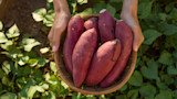 Wicker basket of red sweet potatoes held by hands over green leaves