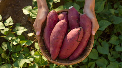 Wicker basket of red sweet potatoes held by hands over green leaves