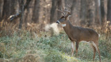 Does Temperature Affect Deer Movement?
