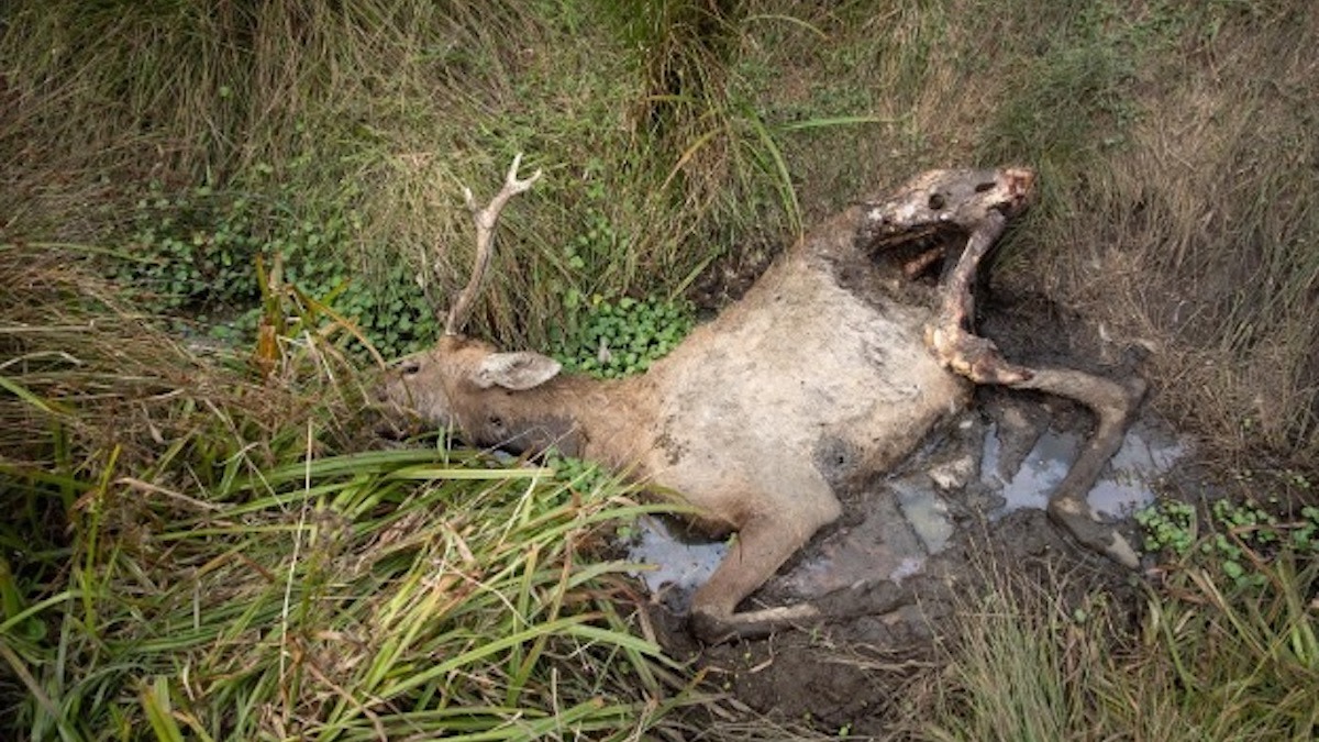 National Park Sued for Starving 152 Elk to Death