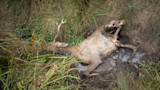 National Park Sued for Starving 152 Elk to Death