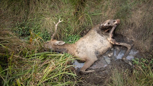 National Park Sued for Starving 152 Elk to Death
