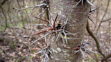 Tree trunk with clusters of long, sharp brown and gray thorns