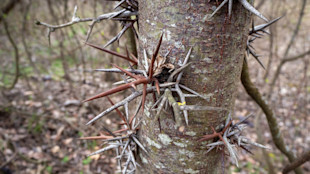 Tree trunk with clusters of long, sharp brown and gray thorns