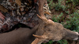 Buck head with antlers beside a kneeling hunter in camouflage on dirt and grass
