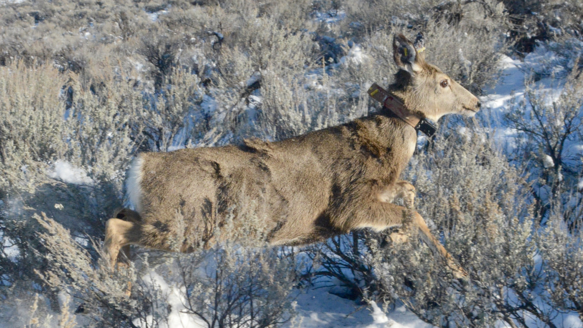 Helping Biologists by Invading Animals’ Privacy