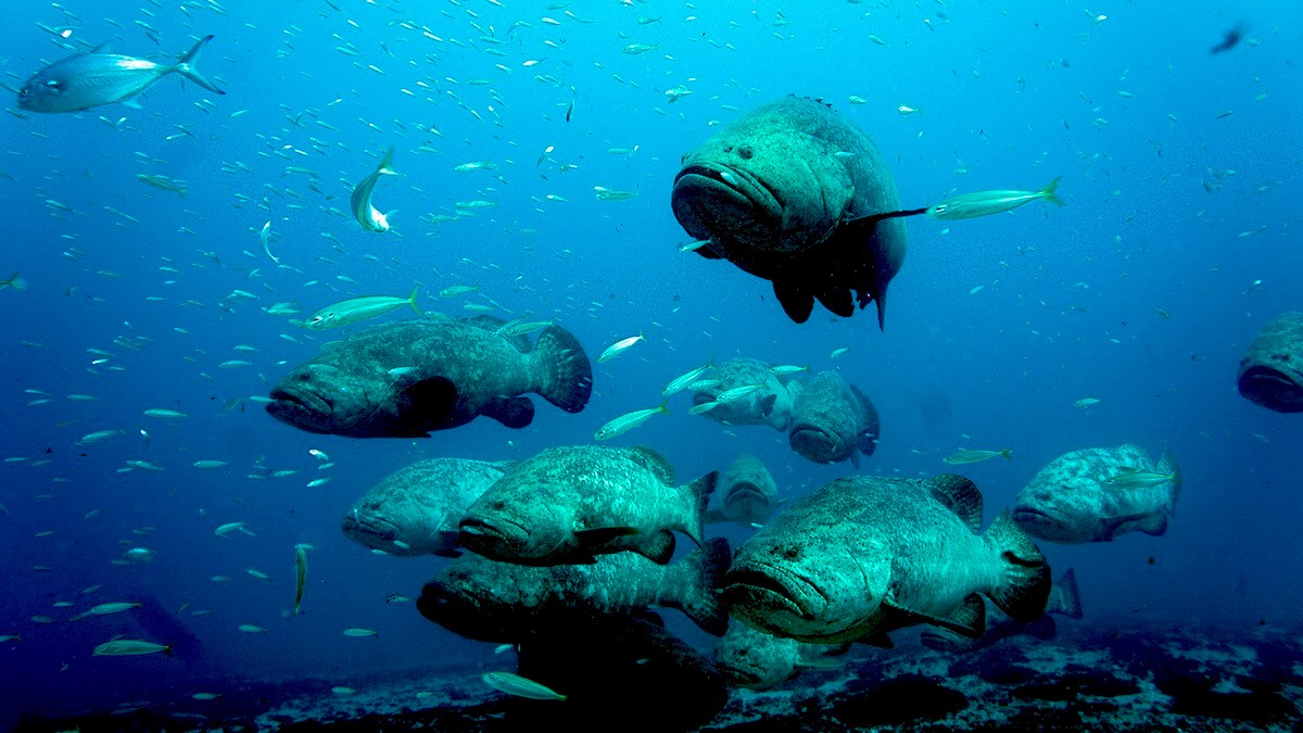 Florida Approves First Goliath Grouper Harvest in 30 years
