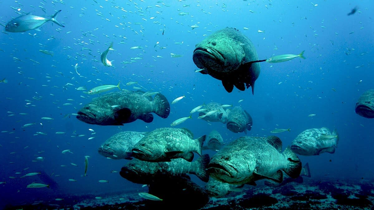 Florida Approves First Goliath Grouper Harvest in 30 years