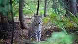 Bobcat sitting in forest understory, facing camera