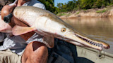 Man holding large alligator gar across his knees in a small boat on a river