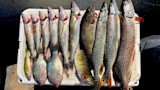 Assorted freshwater catch, walleye, pike and panfish lined on white cooler
