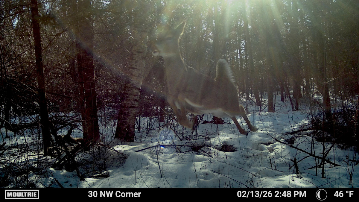 Deer leaping through snowy forest; overlay text: 30 NW Corner, 02/13/26 2:48 PM