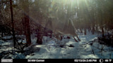Deer leaping through snowy forest; overlay text: 30 NW Corner, 02/13/26 2:48 PM