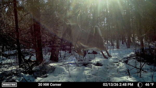 Deer leaping through snowy forest; overlay text: 30 NW Corner, 02/13/26 2:48 PM