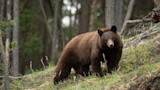 You Can Help Bring Back Washington's Spring Bear Season