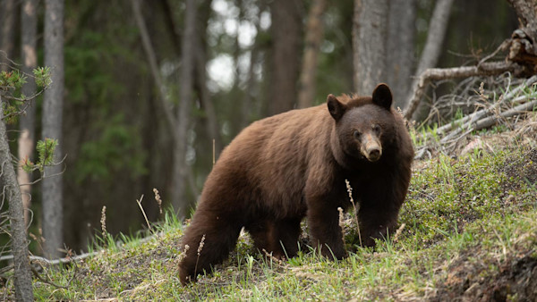 You Can Help Bring Back Washington's Spring Bear Season