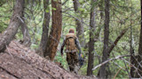 Hunter walking away through dense pine forest carrying a backpack and compound bow