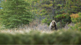 Brown bear standing in a meadow by pine trees