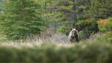 Brown bear standing in a meadow by pine trees