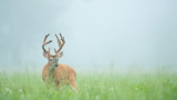 Whitetail buck with velvet antlers standing in a misty green field