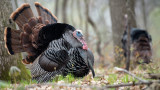 3 Places to Find Late-Season Turkeys