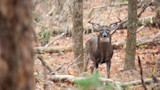 Buck with antlers standing among trees in leaf-strewn forest, facing camera