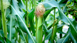 How to Grow Corn