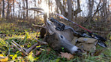 Buck with antlers lying on grass, crossbow and arrows beside it, woodland and sun flare