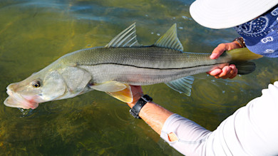 Person holding large silvery fish with black lateral line over shallow green water