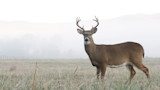 White-tailed buck with antlers standing in a frosty field with misty hills behind