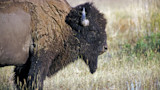 Adult American bison standing in grassy field, side profile showing shaggy fur and horn