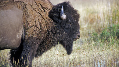 A Guide to Hunting Bison