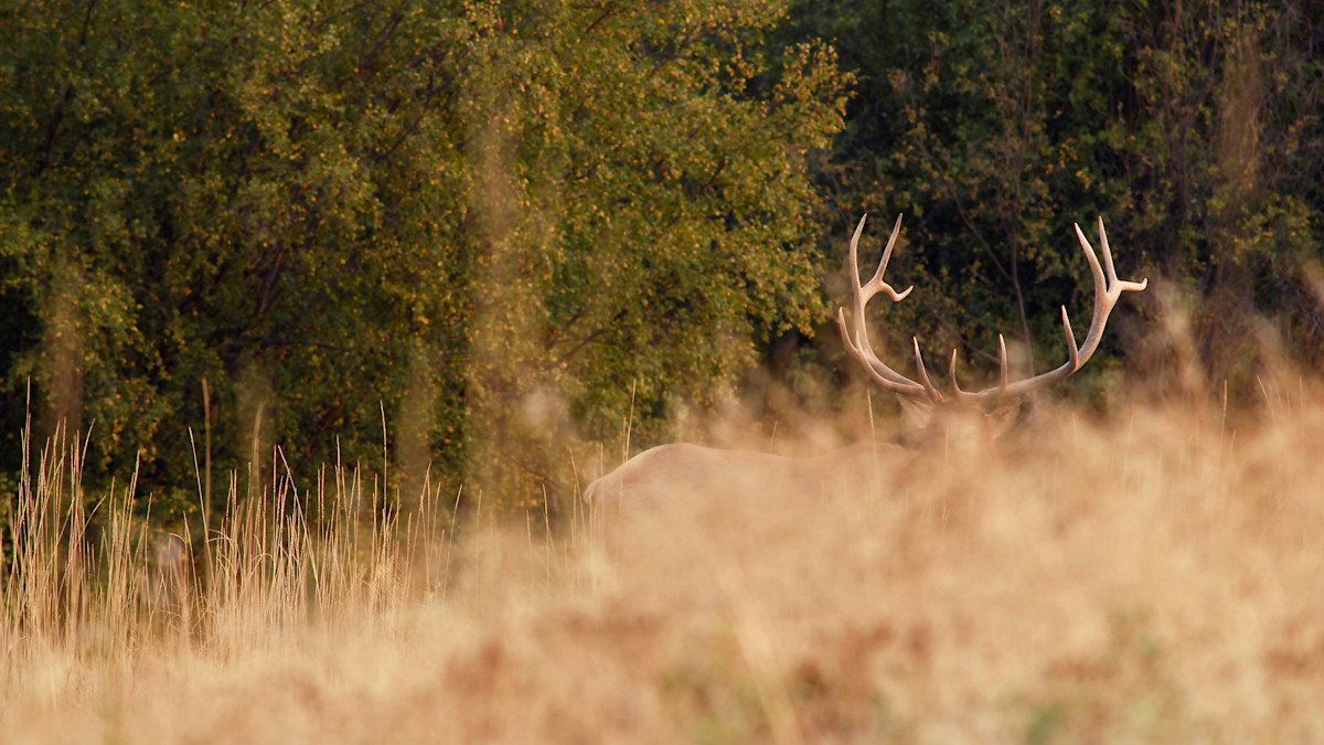 Mistaken Identity: Consequences for Killing the Wrong Game Animal