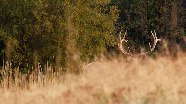 Mistaken Identity: Consequences for Killing the Wrong Game Animal