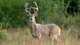 How to Kill a Whitetail Buck on Opening Day