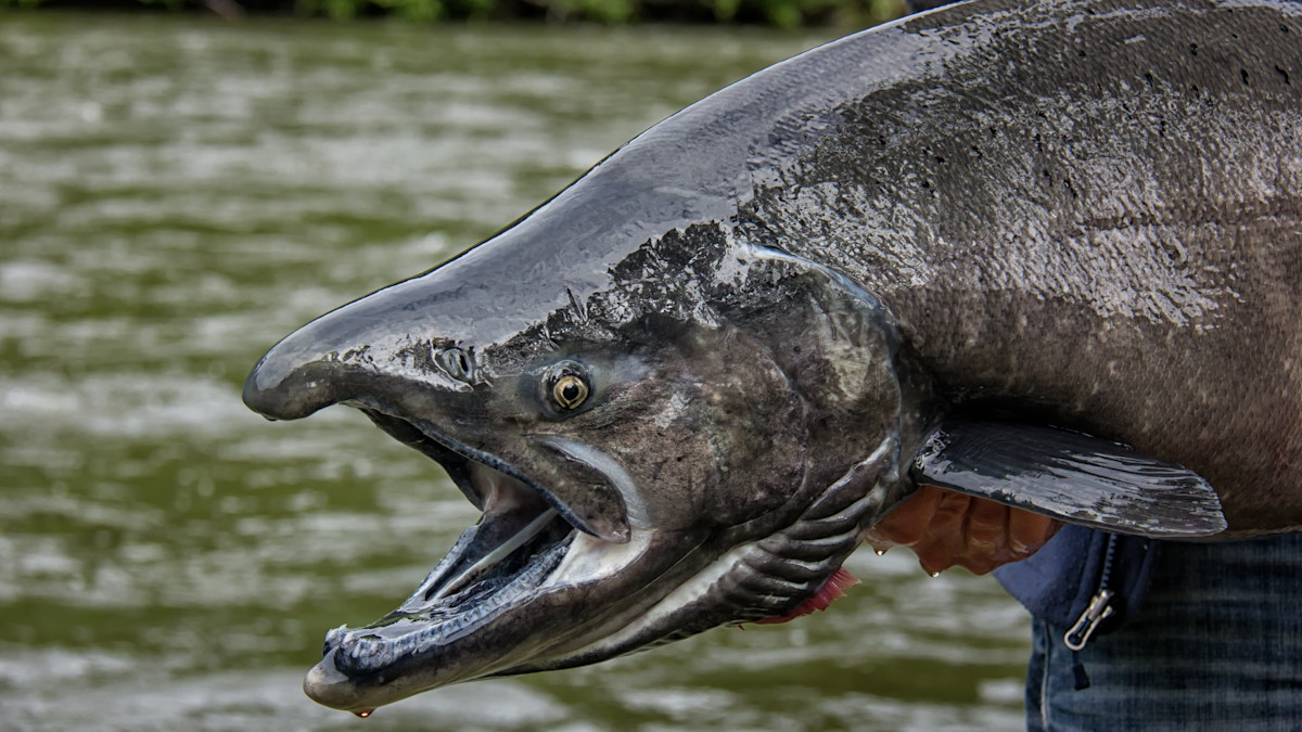 North America’s 5 Biggest Freshwater Fish