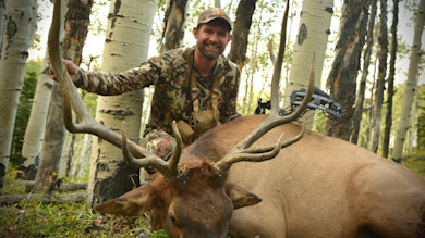 Hunter kneeling behind large bull elk with broad antlers in aspen grove, compound bow visible