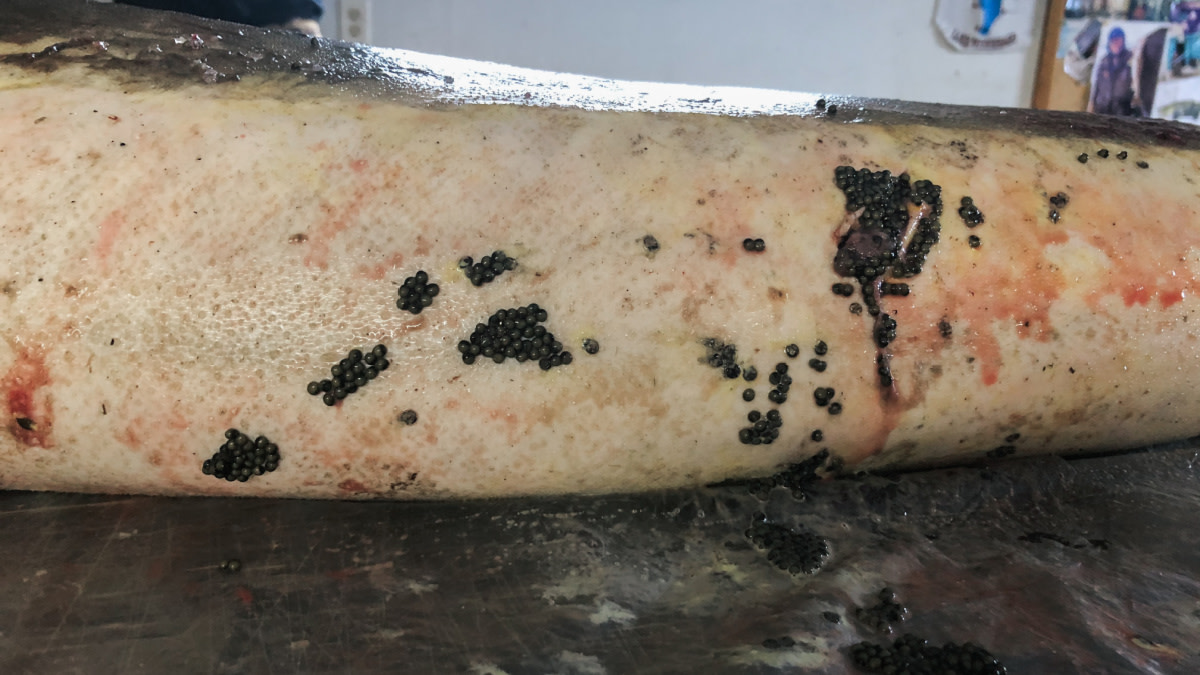 Wisconsin’s Top Sturgeon Biologist Charged in Caviar Probe