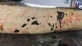 Large fish belly with clusters of black caviar on its skin and eggs spilled on a table