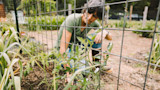 Person kneeling behind wire trellis tending tomato plants in a garden.