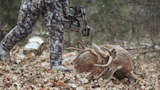 Downed buck with antlers beside hunter's camo legs holding compound bow in light snow