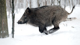 Wild boar running through snow among trees