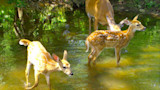 Two spotted fawns and a doe wading in a shallow woodland stream