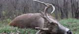 Downed bull elk with large antlers lying on grass near leafless woods
