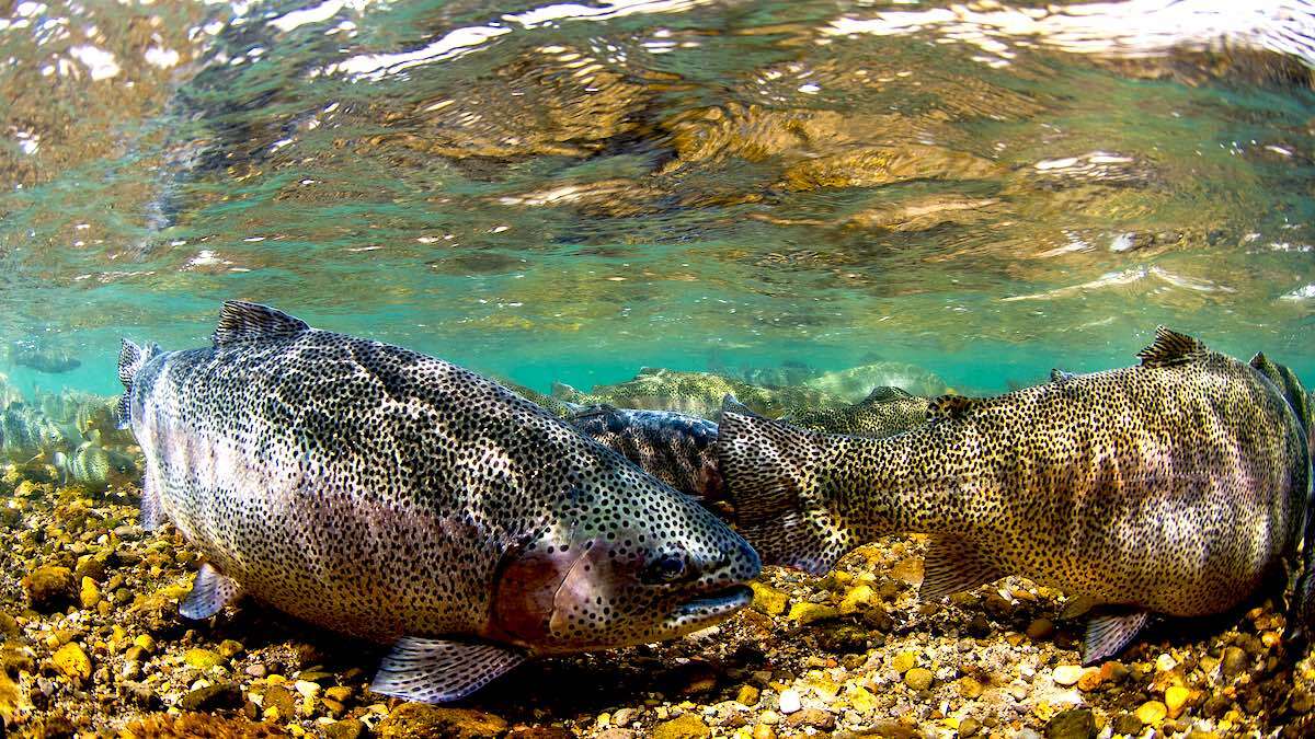 The EPA Wants Your Input on Permanently Protecting Bristol Bay