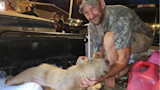 Bowfisherman Kills Capybara in Illinois
