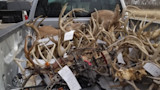 Kansas Man Faces Jail Time for Poaching 60 Deer
