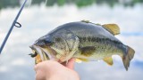 Best Techniques for Spring Bass