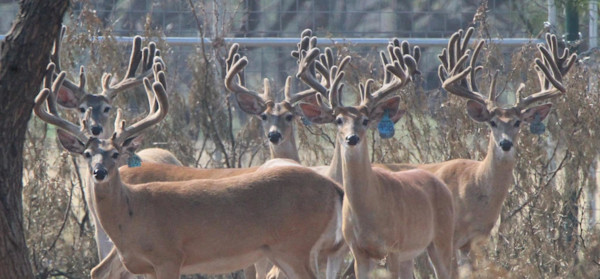 Texas Deer Association Board Member Among Suspects Named in "Ghost Deer" Smuggling Investigation