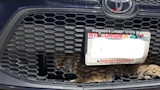 Bobcat face trapped behind Toyota grille with Wisconsin license plate